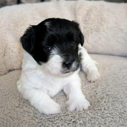 Parti Girl 2 - Heart - Parti female Yorkshire Terrier puppy in Owenton, Kentucky from Robertson's Dream Ranch Aussies & Yorkies