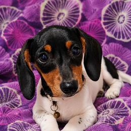 Puppy 2 - Piebald female Dachshund puppy in Clayton, Indiana from Love Struck Miniature Dachshunds