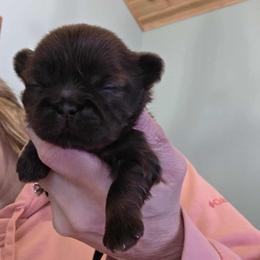 Girl 1 - Liver female Shih Tzu puppy in Lancaster, Ohio from Wandering Tzu