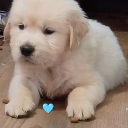 Light blue - Light golden male Golden Retriever puppy in Slaughters, Kentucky from Kimber's Helping Paws