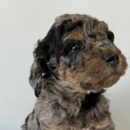 Jon - Blue merle male Bernedoodle puppy in Sandy, Utah from Hudson Foxx Puppies