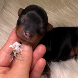 Rocky - Black and gold male Yorkshire Terrier puppy in Riverside, California from Heaven_sent_toy_yorkies