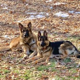 German Shepherds from Megas House