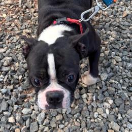 Bam Bam - Boston Terrier