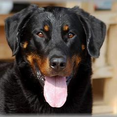 Japper - Beauceron