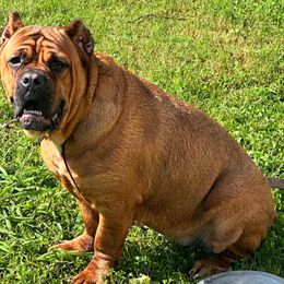 Georgia - Cane Corso