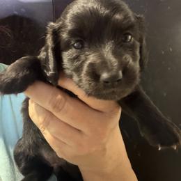 Araminta-Girl 2 - Black female Dachshund puppy in Bigfork, Minnesota from Dachshunds Up North