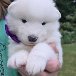 Samoyed Puppies from Limelight Samoyeds