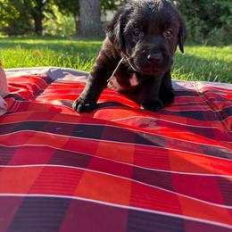 Ember- gray collar - Black male Labrador Retriever puppy in Isanti, Minnesota from Four Corners Family Labs