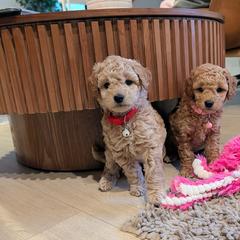 Double Doodle and Goldendoodle Puppies from Big Red Paw Doodles
