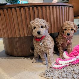 Double Doodle and Goldendoodle Puppies from Big Red Paw Doodles