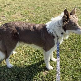 Jewel - Border Collie