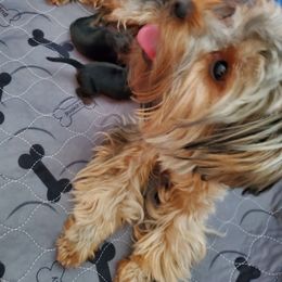 Yorkshire Terrier Puppies from Precious Paws LLC