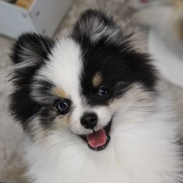 Dakota - Pomeranian