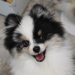 Dakota - Pomeranian