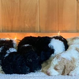 Poodles from Bear Mountain Poodles