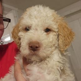 Gio (beige collar) - Orange roan male Lagotto Romagnolo puppy in Lyman, Idaho from Regal Romagnolos