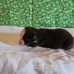 Dusk - Red tri male Miniature Australian Shepherd puppy in Snowflake, Arizona from Halfpint Aussies