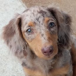 Dachshunds from Foxfire Mini Dachshunds