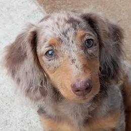 Dachshunds from Foxfire Mini Dachshunds