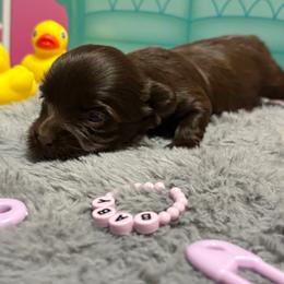 Jesse - Liver female Yorkshire Terrier puppy in Dallas, Texas from JBzPawz