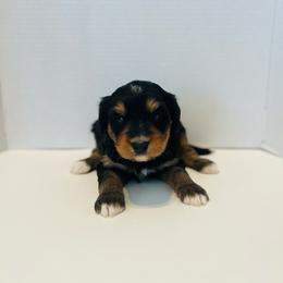 Fredrick-Orange - Tri-color male Bernedoodle puppy in Casper, Wyoming from 307 Doodles