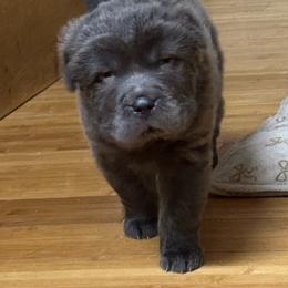 Daisy - Lilac dilute female Chinese Shar-Pei puppy in Libertyville, Iowa from LLSHARPEI