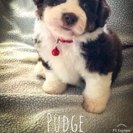 Aussiedoodle Puppies from Ohana Companions