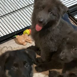 German Shepherd Puppies from Devon Rugerio's German Shepherds