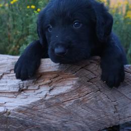Aussiedoodle, Goldendoodle, and Labradoodle Puppies from Loving Doodle