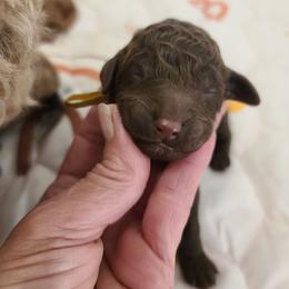 Yellow collar - Brown female Poodle puppy in Colorado Springs, Colorado from Silly's Standard Poodles