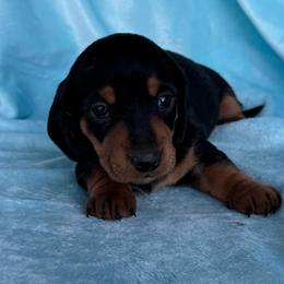 Cher - Black and tan female Dachshund puppy in Hawley, Texas from Foxy’s Dachshunds & Toy Aussies