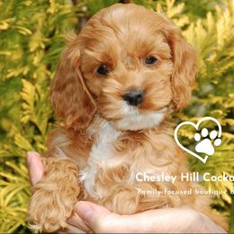 Cockapoo Puppies from Chesley Hill Cockapoos