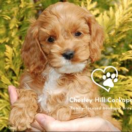 Cockapoo Puppies from Chesley Hill Cockapoos