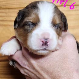 GIRL 6 - Blue merle female Miniature Australian Shepherd puppy in Hampton, Tennessee from TC Farms Stock Dogs - Miniature Australian Shepherds