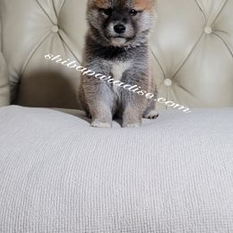 Shiba Inu Puppies from Shiba Paradise