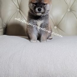 Shiba Inu Puppies from Shiba Paradise