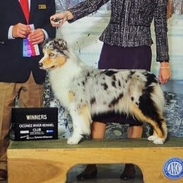 Australian Shepherds from Newcastle Apiary & Aussies