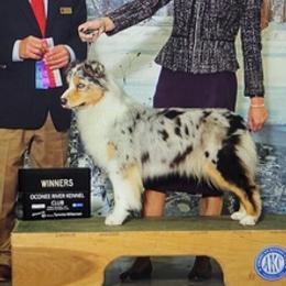 Australian Shepherds from Newcastle Apiary & Aussies
