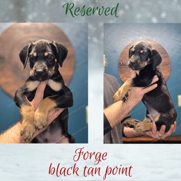 Forge - Black male Great Dane puppy in Roseau, Minnesota from UNDAD'S KENNELS