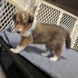 Simba - Sable Collie puppy in Temple, Pennsylvania from Rimma's Collies