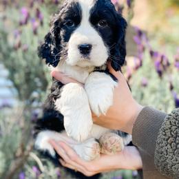 English Springer Spaniel Puppies from Starshine Puppies