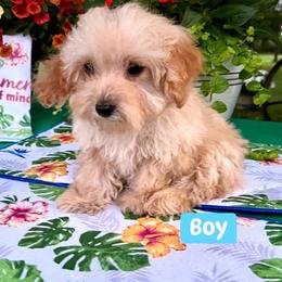 Oliver - Apricot male Poodle puppy in Joplin, Missouri from 4 States Mini Dachshunds & Mini Poodles