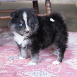 Coach - Black and white male Pomsky puppy in Moultonborough, New Hampshire from Foxfire Arctic Spitz