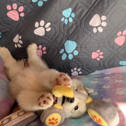 Siberian Husky Puppies from Canace Siberians