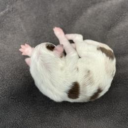 Male 2 - Red merle male Border Collie puppy in Oxford, Florida from RSR Border Collies