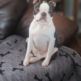 Molly - Boston Terrier