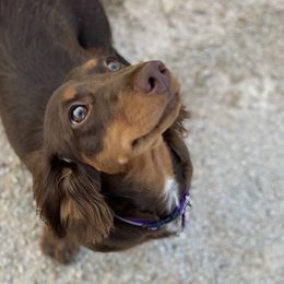 Tootsie - Dachshund