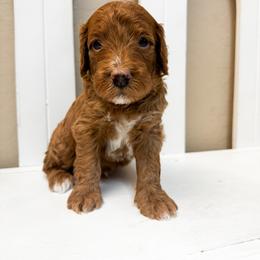 Pebble - Red  male Goldendoodle puppy in Peoria, Arizona from Cactus Doods