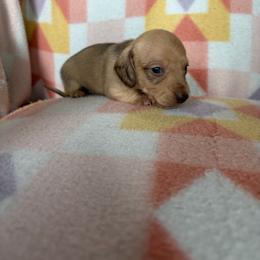 Beth - Cream female Dachshund puppy in Temple, Texas from Brit’s Doxie Crossing
